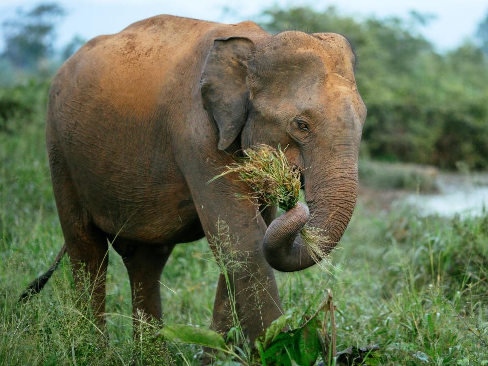 elephant eating