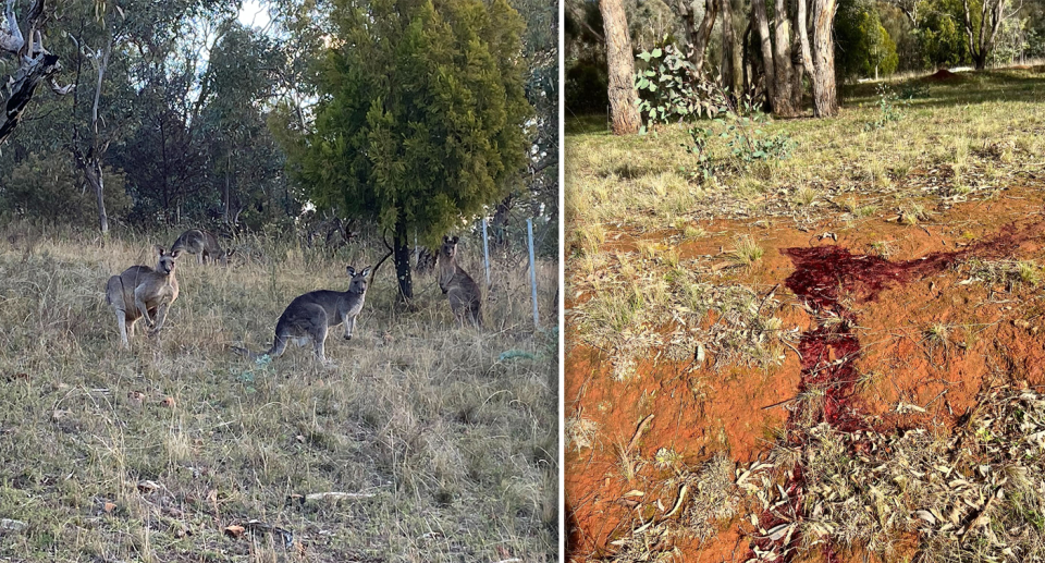 Left - a mob of kangaroos. Right - close up of blood on the ground at Red Hill.