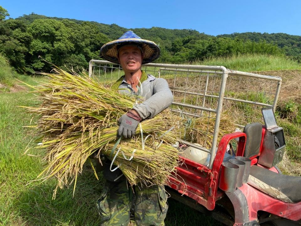 《圖說》千歲米是嵩山社區在地資深小農們加起來超過一千歲而取名。〈農業局提供〉