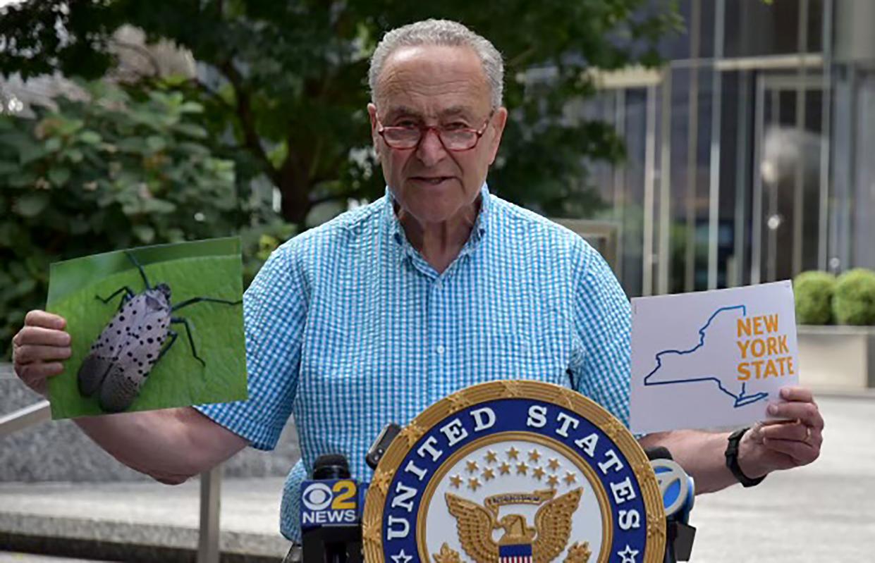 Senator Chuck Schumer holds of photo of the spotted lantern fly
