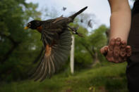 Avian ecologist and Georgetown University Ph.D. student Emily Williams releases an American robin, too light to be fitted with an Argos satellite tag, after gathering samples and data and applying bands, Wednesday, April 28, 2021, in Cheverly, Md. The American robin is an iconic songbird in North America, its bright chirp a harbinger of spring. Yet its migratory habits remain a bit mysterious to scientists. (AP Photo/Carolyn Kaster)