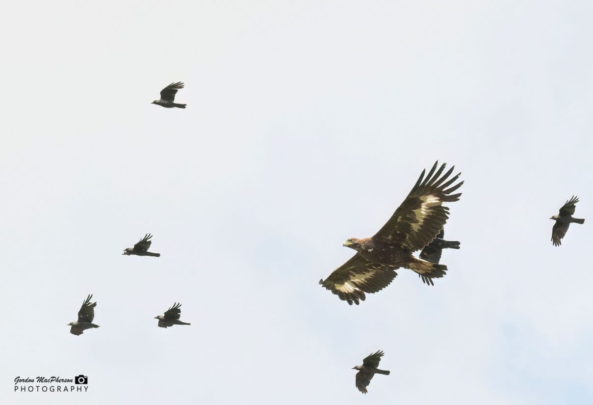 Police believe Merrick the golden eagle has come to harm and her disappearance is being treated as suspicious (Gordon Macpherson/PA)