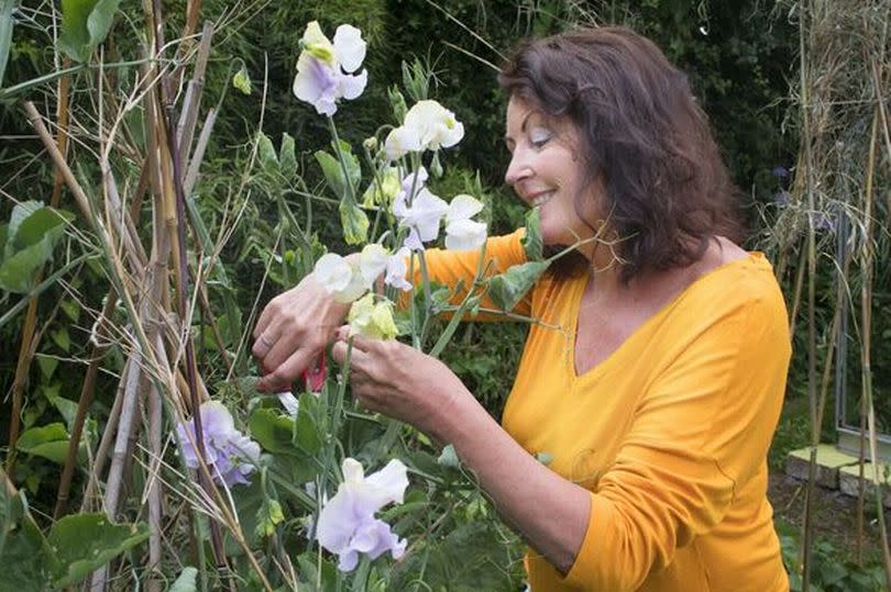 Sweet Pea Pruning