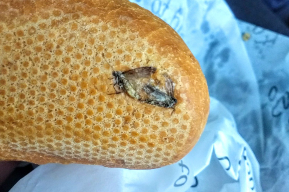 A traveller was surprised to pick up a baguette at Dublin airport, only to find two flies embedded in the bread.Martin Warde, an Irish stand-up comedian, tweeted a picture of the offending item, a breakfast roll he’d picked up at Terminal 1.“Just bought this breakfast roll in the shop at terminal 1 at Dublin Airport,” he tweeted. “Why are there two weird looking insects stuck to it? F**king disgusting.”He added: “Look guys, it was disgusting to find, but I was on the bus by the time I found them.“They look like they were mid throws of love making too, lucky little s***s. Anyway, I’m on a protein rich diet and you wouldn’t complain if a barman accidentally gave you an extra pint.”> Just bought this breakfast roll in the shop at terminal 1 at @DublinAirport > Why are there two weird looking insects stuck to it? F**king disgusting. pic.twitter.com/sIipugNtKL> > — Martin Beanz Warde (@martinbeanz) > > May 19, 2019Warde obviously wasn’t too traumatised by the experience, writing: “I ate them.”The picture clearly shows the insects squashed onto the bread.He told Dublin Live that he’s “eaten much worse” and noted that it looked like the roll had been used “to swat two flies that may have been on a counter".“I’m more annoyed I wasn’t asked if I’d like flies with that,” he added. “They missed a trick there I reckon.”A Dublin Airport spokesperson said it is taking the complaint “very seriously”.They said: “We have contacted Mr Warde, apologised for the unacceptable experience that he had at one of the food outlets here, and sought further information from him to help us investigate the issue.“We have raised the issue with the company that operates the outlet in question and it has also apologised to Mr Warde directly. The company has confirmed that the issue did not arise within its Dublin Airport outlet, as its bread rolls are sourced externally. The company is investigating this incident with its supplier and will report back to Mr Warde and to Dublin Airport officials in due course.”They added that, while the number of food safety complaints received each year is “miniscule”, the airport “takes all complaints of this nature very seriously, and all of the firms that operate food outlets on the airport campus have to abide by all applicable national and EU food safety regulations at all times.”