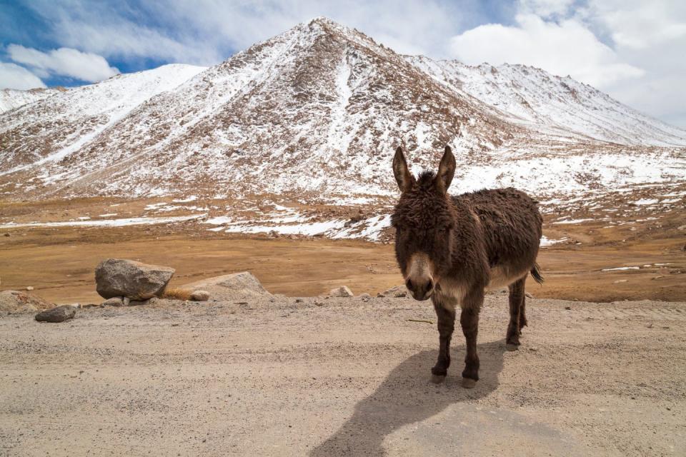 There is still one place left in the United States where mail is delivered by mule.