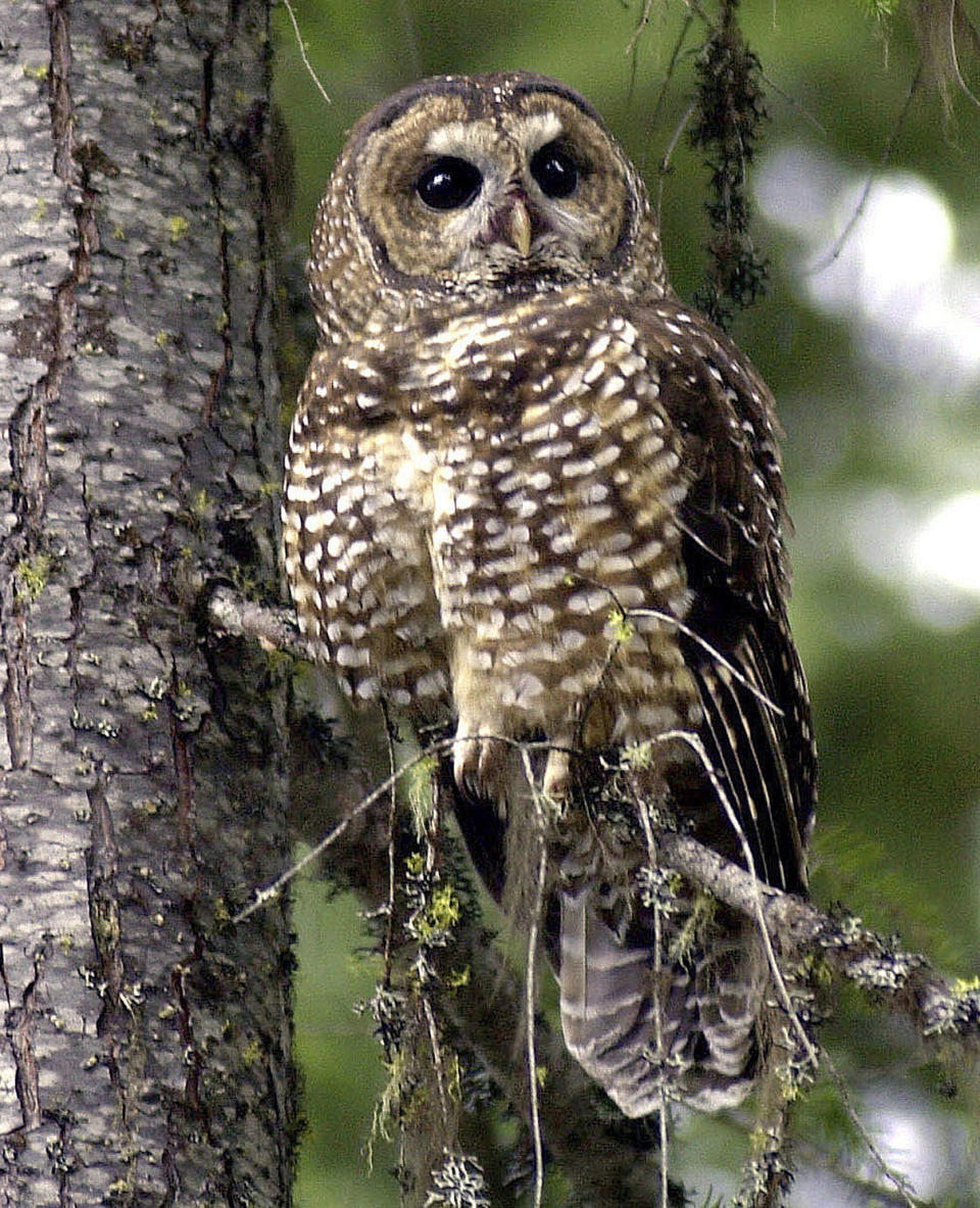 FILE - In this May 8, 2003, file photo, a Northern Spotted Owl sits on a tree in the Deschutes National Forest near Camp Sherman, Ore. The Biden administration on Thursday restored rules to protect imperiled plants and animals that had been rolled back under former President Donald Trump.(AP Photo/Don Ryan, File)