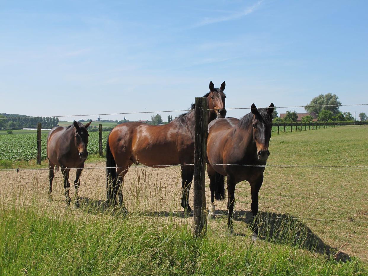 Quelques chevaux dans un pré (Photo d'illustration) - Flickr - CC Commons - Lhoon