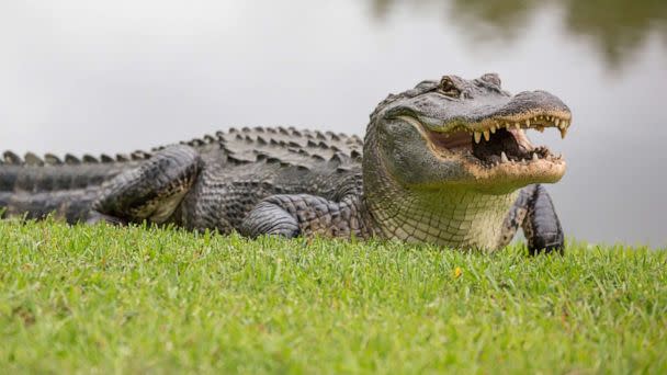 PHOTO: Alligator. (Robert Loe/Getty Images)