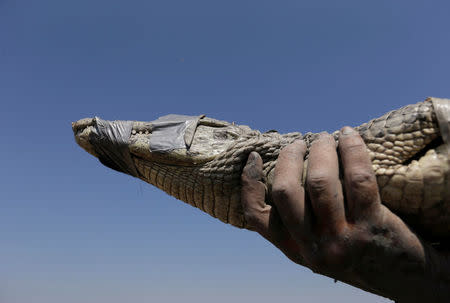 A volunteer holds a yacare caiman which will be taken with others to an artificial pond in Boqueron, Paraguay, August 14, 2016. REUTERS/Jorge Adorno