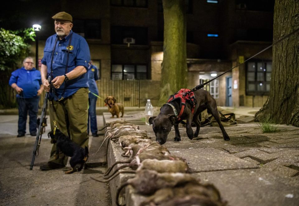 A row of dead rats are seen near to a group of leashed dogs.