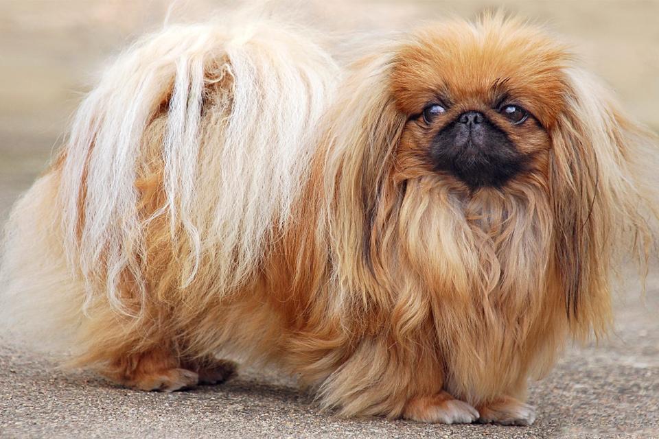 full body profile of a Pekingese with long brown fur standing on a sidewalk