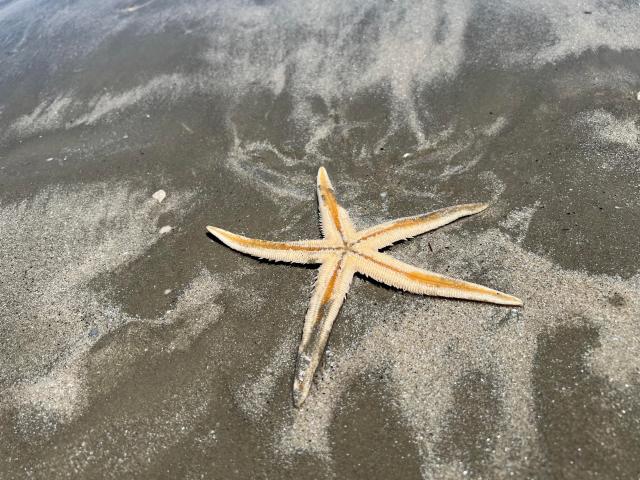 Massive starfish washes up on Texas shore. How big is it?