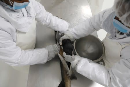 Employees harvest caviar eggs from the belly of a sturgeon on the processing line at the Acipenser fish farm in Ambatolaona