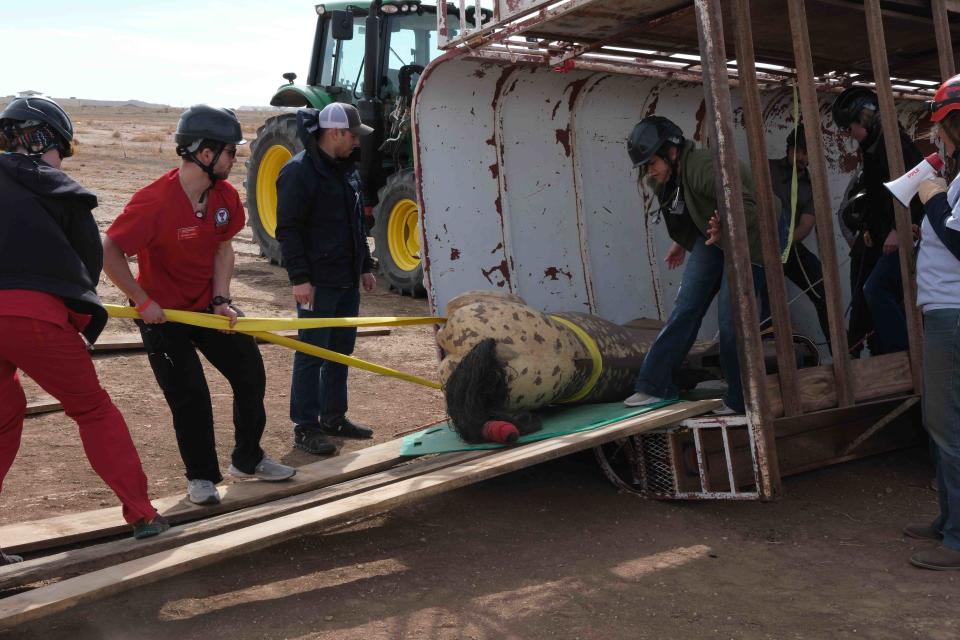 Students work to pull a horse out of a downed trailer Friday during a mass disaster simulation at the Texas Tech University Health Sciences Center in Amarillo.
