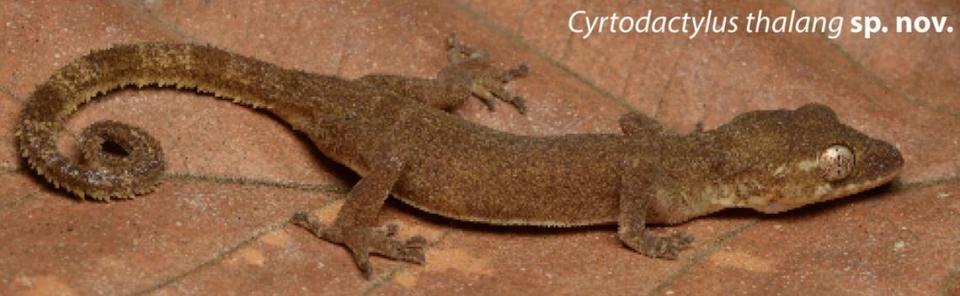 A Cyrtodactylus thalang, or Thalang bent-toed gecko, on a leaf. Photo from Nikolay Poyarkov via Grismer, Pawangkhanant, Bragin, Trofimets, Nazarov, Suwannapoom and Poyarkov (2024)