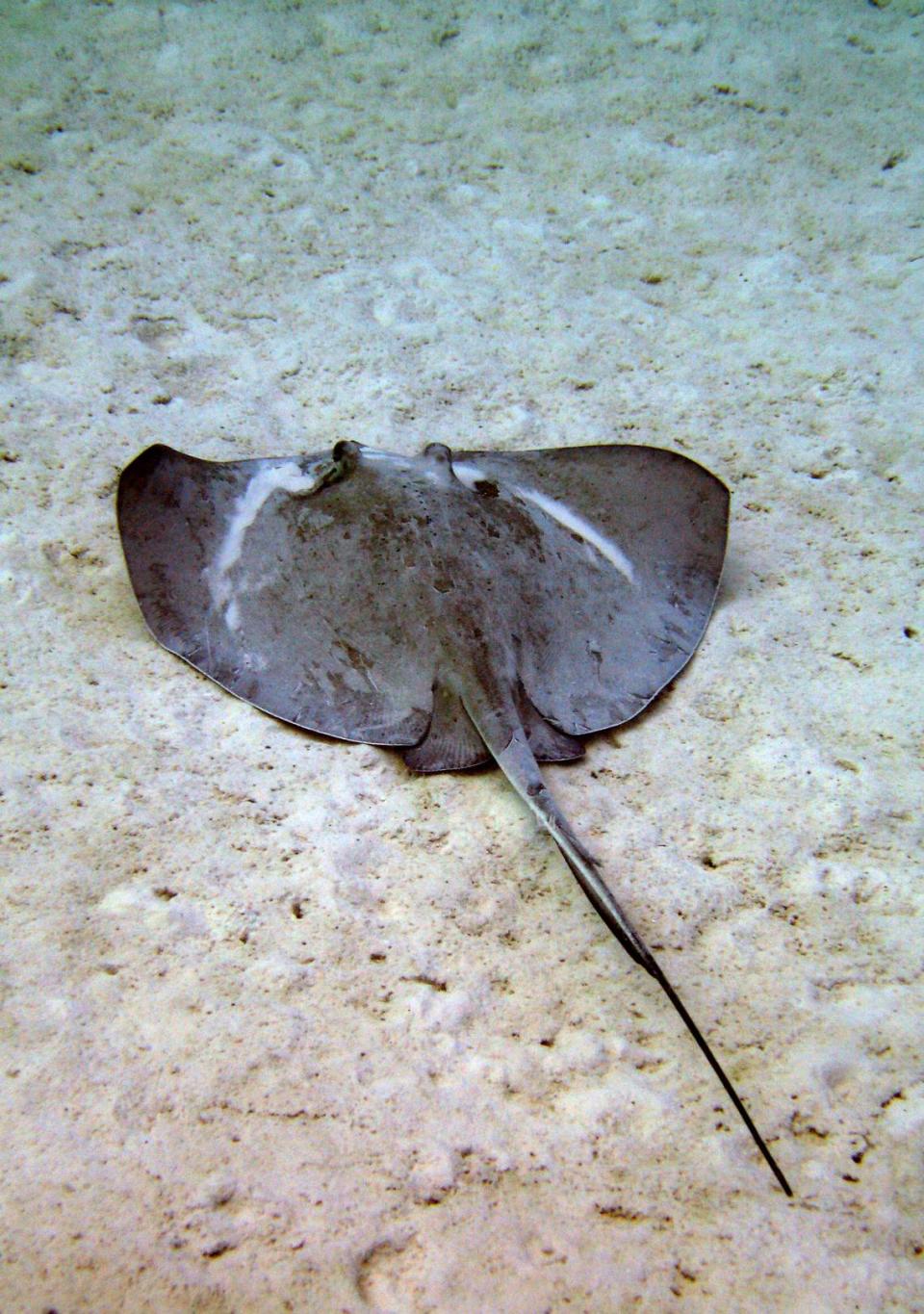 Two people were injured by stingray stings while in ankle-deep water at Daytona Beach, Florida officials said.(AP Photo/David J. Phillip)