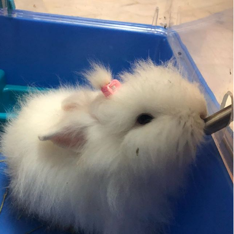 A pet angora rabbit. Angora rabbit fur was found to be in items labelled as 'faux fur' - Credit: Instagram/teohyf