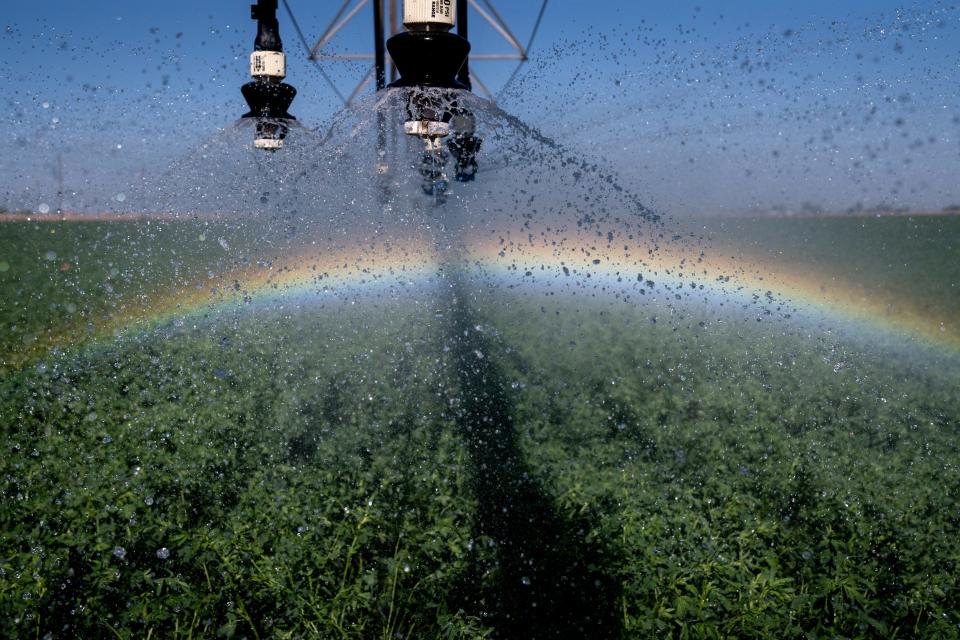 Alfalfa is irrigated on May 18, 2022, in a Leimgruber Farms' field east of Holtville, California. Automated sprinklers help reduce water consumption while increasing production, but at considerable cost.