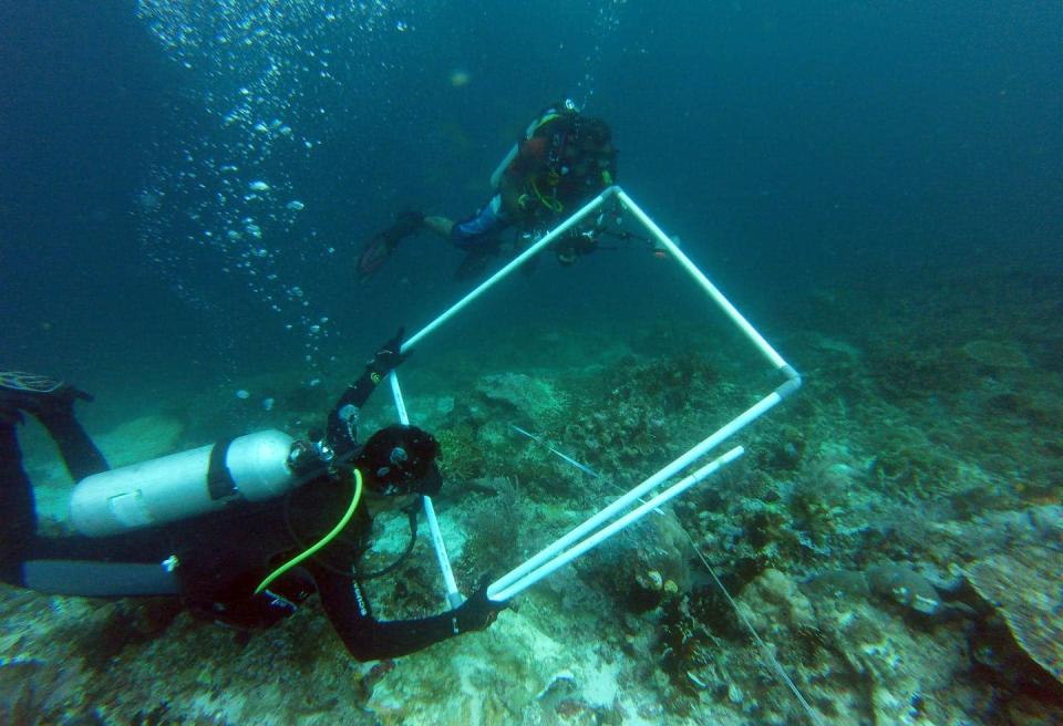 <span class="caption">Tim peneliti mendata kerusakan karang yang disebabkan kandasnya Kapal MV Caledonian Sky berbendera Bahama di perairan Raja Ampat, Papua Barat.</span> <span class="attribution"><span class="source">(Pemkab Raja Ampat/Antara)</span></span>