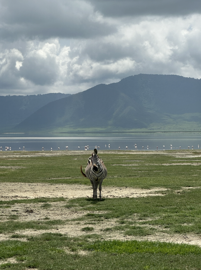 various photos from the ngorongoro crater