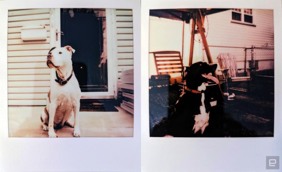 Two photos of dogs (one a very good girl, the other less so) taken with a Polaroid I-2.