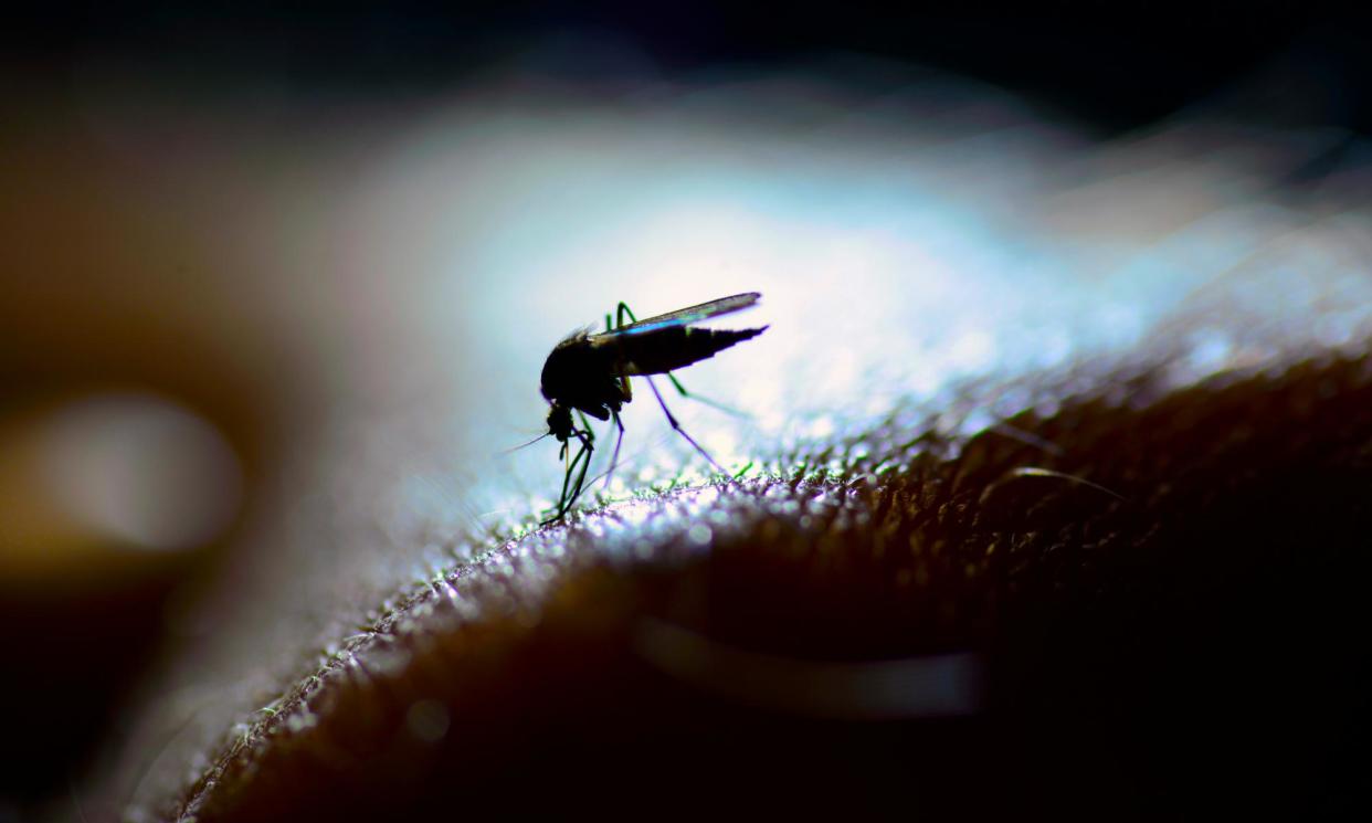 <span>Queensland has recorded a surge in cases of Ross River virus, which is spread by mosquitos and causes painful joints, fever and rash.</span><span>Photograph: RolfAasa/Getty Images</span>