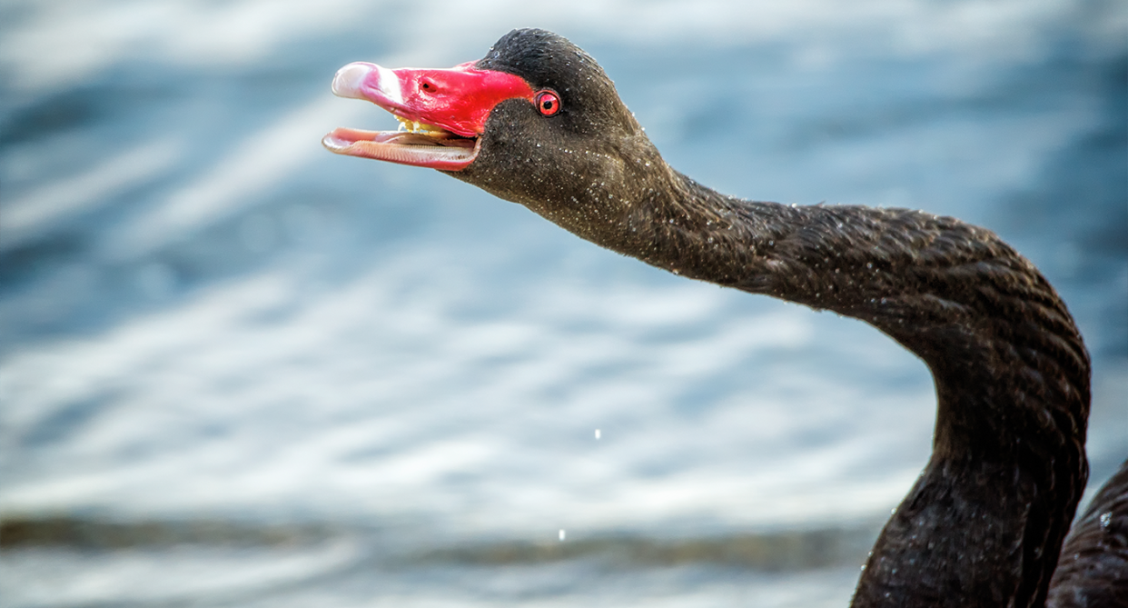 Birdlife Tasmania believe outdated myths held by Tasmanian farmers about swans could be leading to their slaughter. Source: Getty (File)