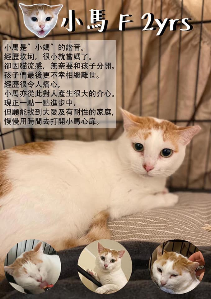 小馬，2歲，男仔