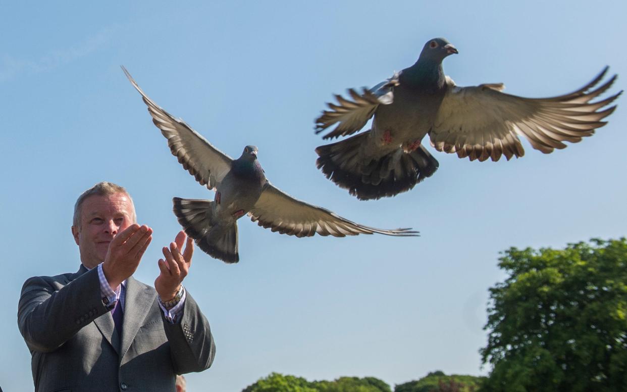 Chris Davies MP releases pigeons in the annual Lords V Commons pigeon race held in aid of veterans' mental health charity Combat Stress - Paul Grover