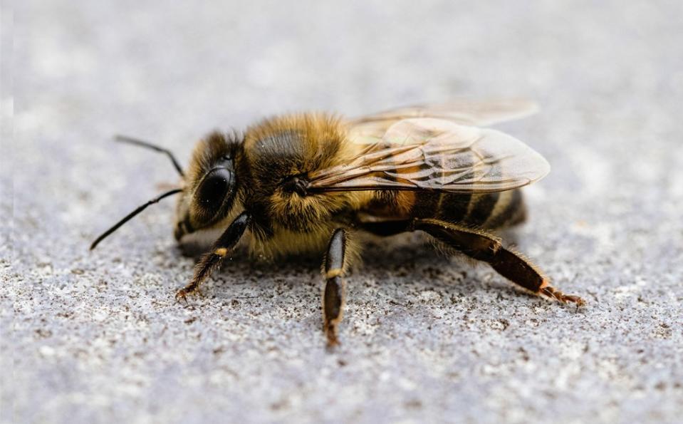 Honeybee extract is being used to make beer. Augusto Pasqualotto/Wirestock Creators – stock.adobe.com