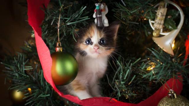 grumpy cat smiling christmas tree