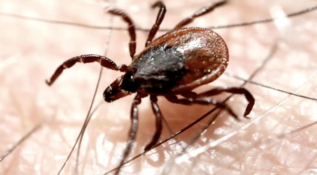 What Is Heartland Virus Tickborne Disease May Be Expanding Its Reach