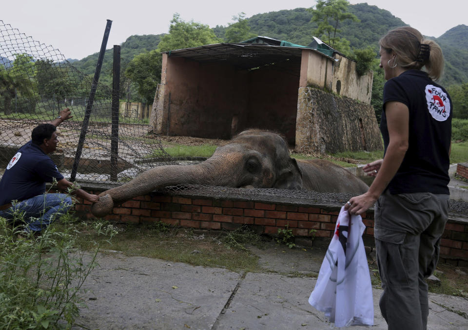 A veterinary from the international animal welfare organization 'Four Paws' offers comfort to an elephant named 'Kaavan' prior to his examination at the Maragzar Zoo in Islamabad, Pakistan, Friday, Sept. 4, 2020. The team of vets are visiting Pakistan to assess the health condition of the 35-year-old elephant before shifting him to a sprawling animal sanctuary in Cambodia. A Pakistani court had approved the relocation of an elephant to Cambodia after animal rights activists launched a campaign. (AP Photo/Anjum Naveed)