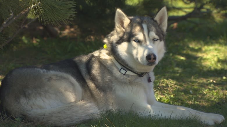 10 million steps for mental health: Man and husky complete cross-Canada walk