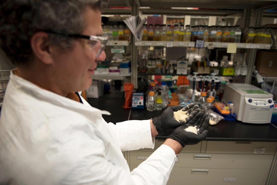 In this Dec. 14, 2016, photo courtesy of Pacific Northwest National Laboratory, PNNL microbiologist George Bonheyo displays the original sawdust material, left, and how it appears after being chemically modified, right, to be exceptionally oil-attracting and buoyant, qualities that are ideal for cleaning up oil spills in the Arctic during a demonstration of sawdust oil recovery material research at the PNNL in Richland, Wash. (Pacific Northwest National Laboratory via AP)