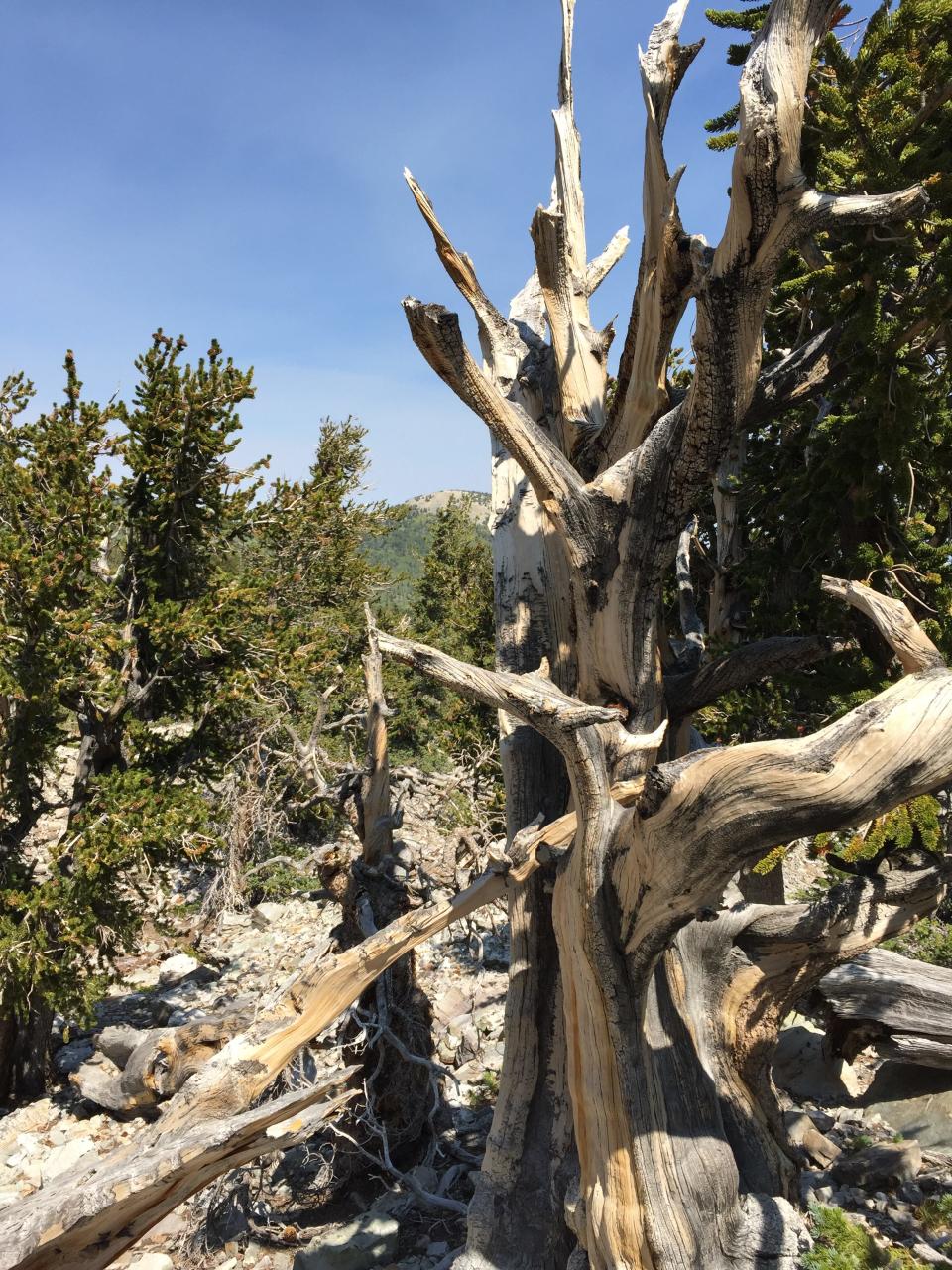 Highway 50, known as the “loneliest Highway” in the US, has more interesting waypoints and scenic wonders than does Interstate 80.