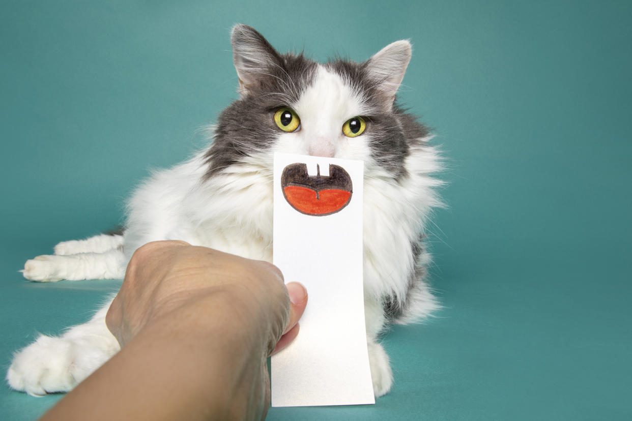 https://www.gettyimages.co.uk/detail/photo/funny-cat-with-fake-mouth-royalty-free-image/1394000841