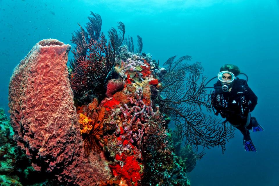 The coral reef of Anse Chastanet (handout)