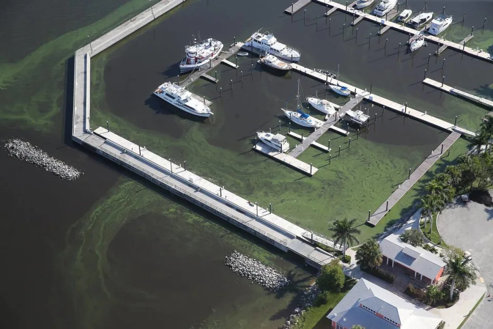 Algae on Lake Okeechobee&#x002019;s east shore surrounds boats in a harbor, July 11, 2018. Toxic algae blossoms on Lake Okeechobee helped convince Republican leaders to plan billions in state and federal projects tied to water storage and management in and around the Everglades.