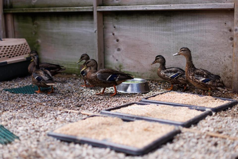 Ducks walk around a pen after being washed in a soap bath at the Toronto Wildlife Centre in Toronto on Tuesday, Aug. 15, 2023. After an industrial fire in Etobicoke, Ont. last week led to contamination of Mimico Creek, nearly 80 ducks have been pulled from the contaminated creek to be treated and housed at the Toronto charity.