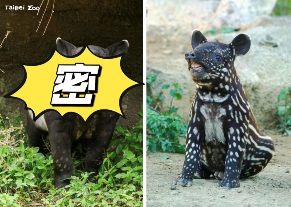 ▲台北市立動物園明星「貘花豆」，長大後女大18變，讓遊客常常認不出來。（圖／取自Taipei Zoo官方臉書）