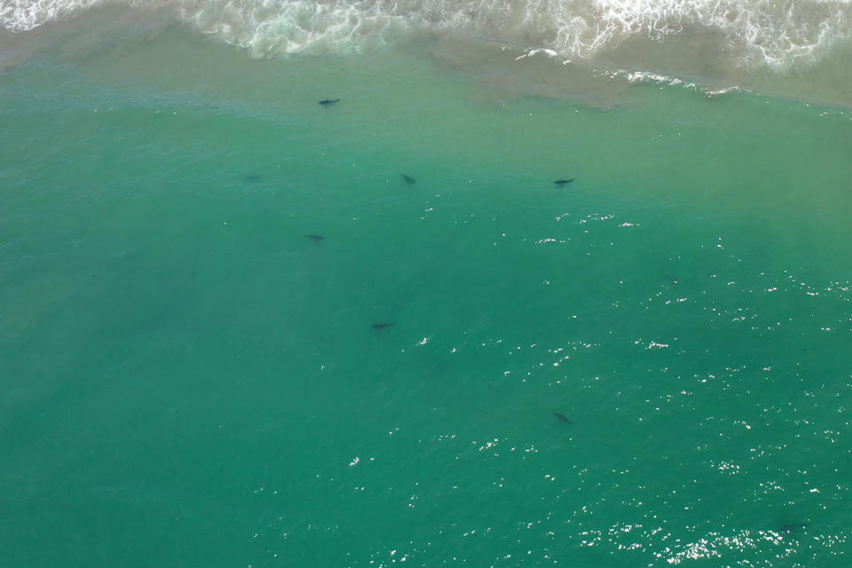 In this drone image provided by researchers with the Shark Lab at Cal State Long Beach, shows an aggregation of juvenile white sharks swimming along the Southern California coastline, May 31, 2023. Researchers at California State University, Long Beach, used drones to study juvenile white sharks and how close they swim to humans in the water. There were no reported shark bites in any of the 26 beaches surveyed between January 2019 and March 2021. (Patrick Rex/CSULB Shark Lab via AP)
