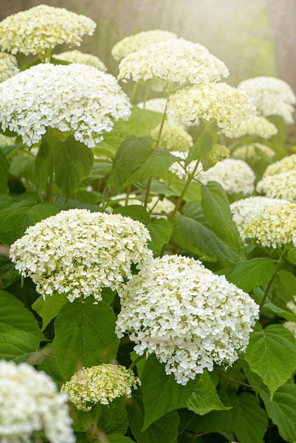 a smooth hydrangea plant