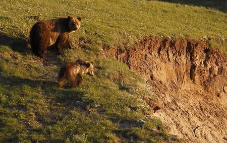 A grizzly bear and her cub are seen in the Hayden Valley in Yellowstone National Park, Wyoming, June 24, 2011. Picture taken June 24, 2011. REUTERS/Jim Urquhart