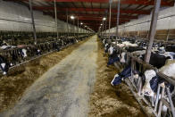 In this Dec. 4, 2019, photo cows stand in a barn at Rosendale Dairy in Pickett, Wis. At Rosendale Dairy, each of the 9,000 cows has a microchip implanted in an ear that workers can scan with smartphones for up-to-the-minute information on how the animal is doing, everything from their nutrition to their health history to their productivity. (AP Photo/Morry Gash)