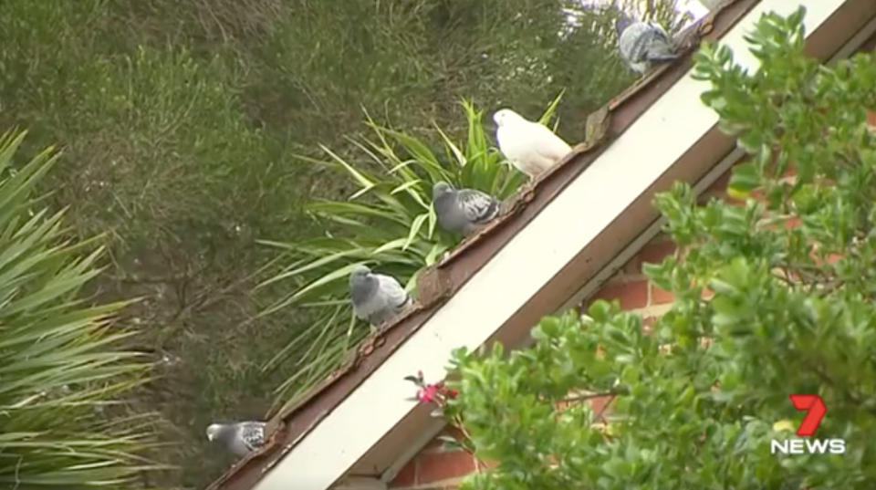 Mr Martell claims new neighbours are up in arms over bird droppings on the roof. Source: 7 News