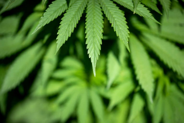 Der Cannabiskonsum hat Suchtexperten zufolge in den vergangenen Jahrzehnten in Deutschland zugenommen. Viereinhalb Millionen erwachsene Deutsche oder 8,8 Prozent gaben 2021 an, in den letzten zwölf Monaten Cannabis konsumiert zu haben. (Loic VENANCE)