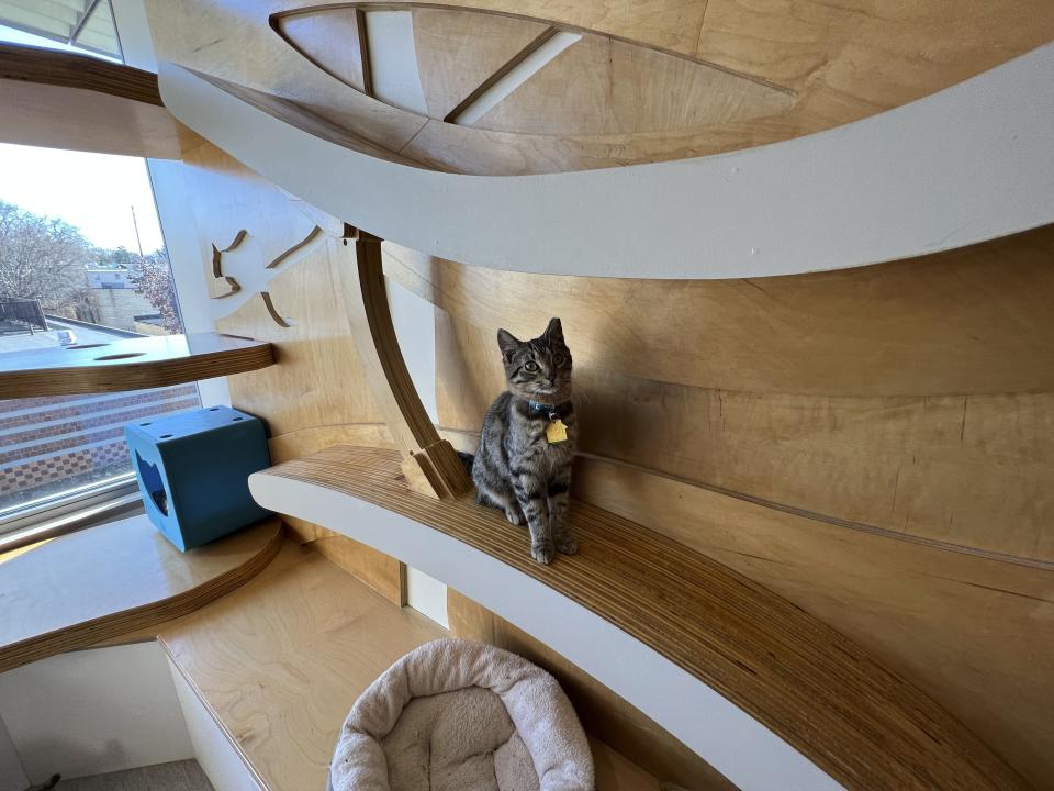 A rescued cat appears at the North Shore Animal League America shelter in Port Washington, N.Y. on Nov. 29, 2023. Gifting a pet as a surprise at the holidays is widely not recommended. (Robert Borden via AP)