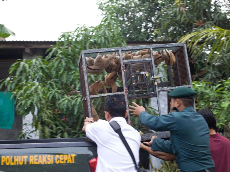 People discovered to be illegally trading wild animals in Indonesia risk a five year terms in jail (International Animal Rescue)