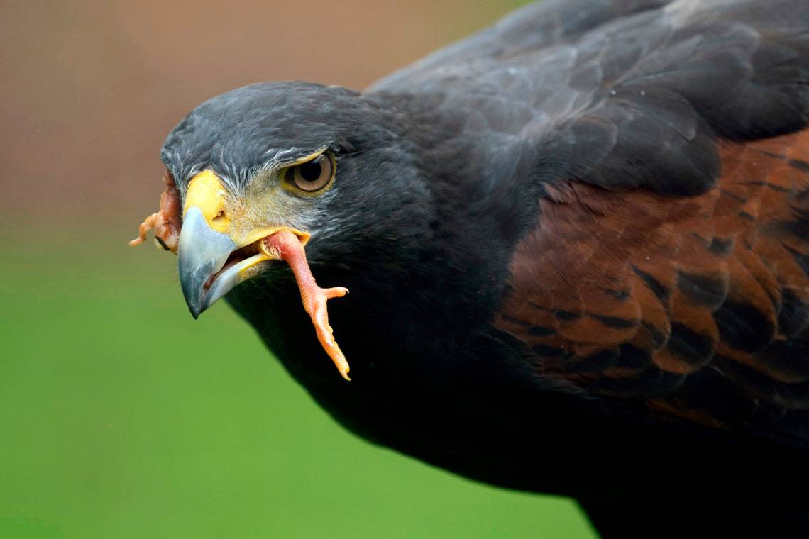 Lagurtha, one of Falconer Richard Shoresí two Harris hawks, enjoys a chick leg for breakfast on Friday, Aug. 19, 2022 in Apex, N.C. at Shoresí home where he houses four birds in a homemade falconry mews.